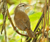 Buff-breasted Wren