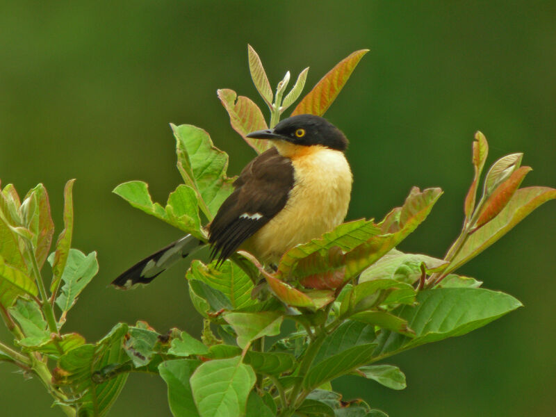 Black-capped Donacobius