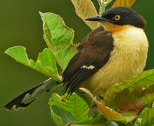 Black-capped Donacobius