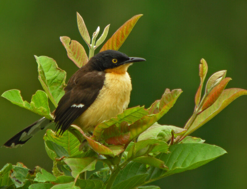 Black-capped Donacobius