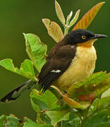 Black-capped Donacobius