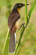 Black-capped Donacobius