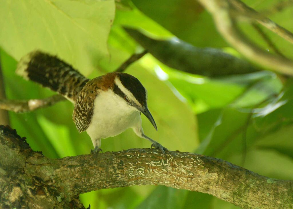 Veracruz Wren