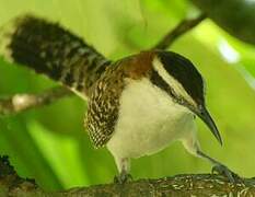 Rufous-naped Wren