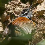Troglodyte à poitrine grise