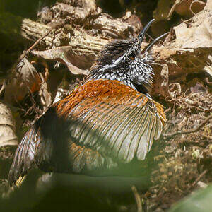 Troglodyte à poitrine grise