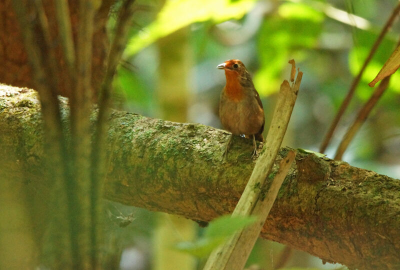 Musician Wren