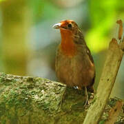 Musician Wren