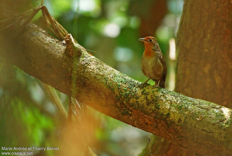 Musician Wrenadult, habitat