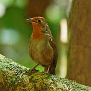 Musician Wren