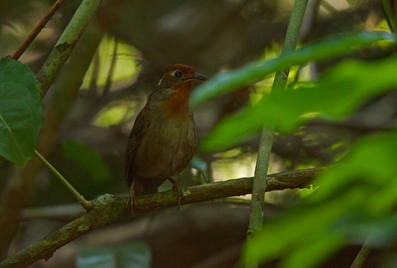 Musician Wren