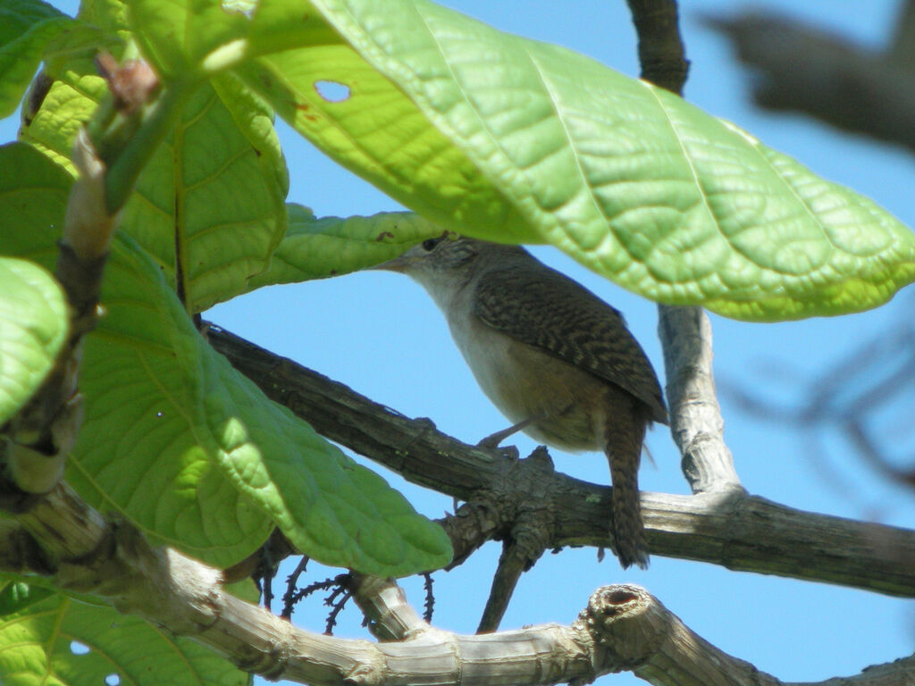 Troglodyte austral