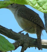 House Wren (musculus)