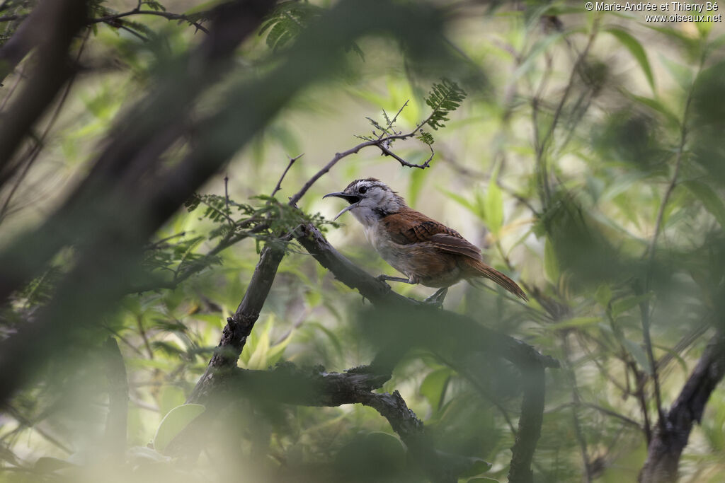 Superciliated Wren