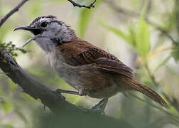 Superciliated Wren