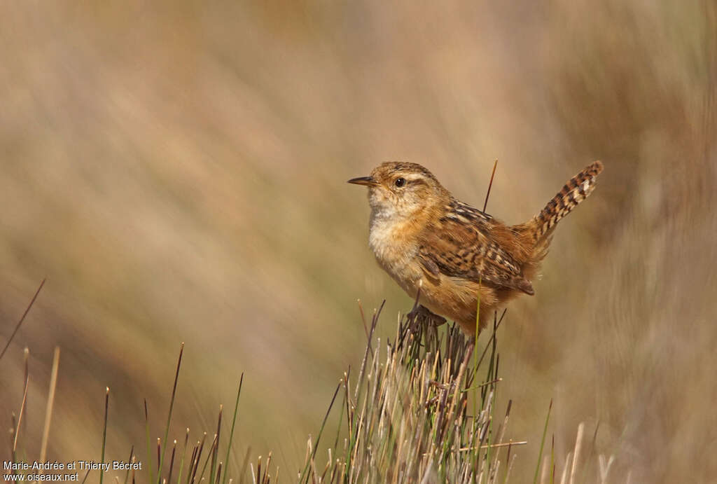 Grass Wren, identification