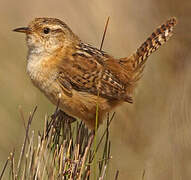 Grass Wren