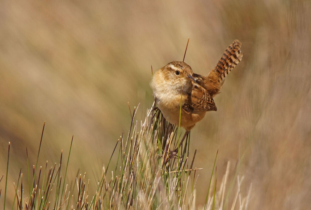 Grass Wren