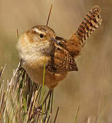 Grass Wren