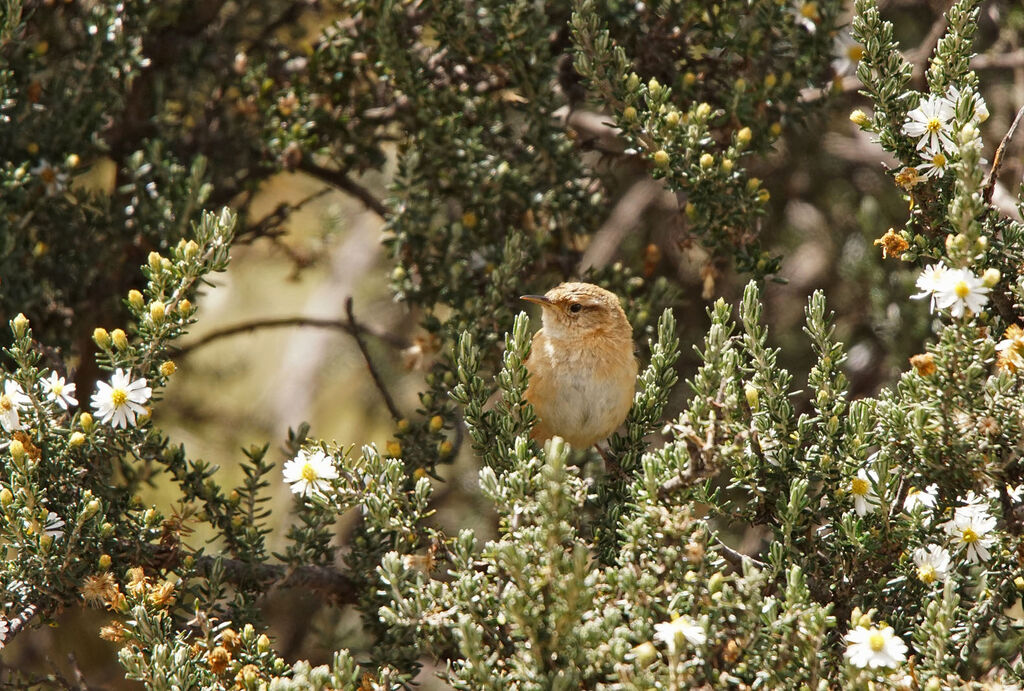 Grass Wren