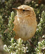 Grass Wren