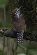 Speckle-breasted Wren