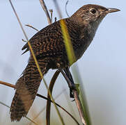 Zapata Wren