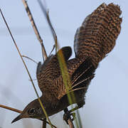 Zapata Wren