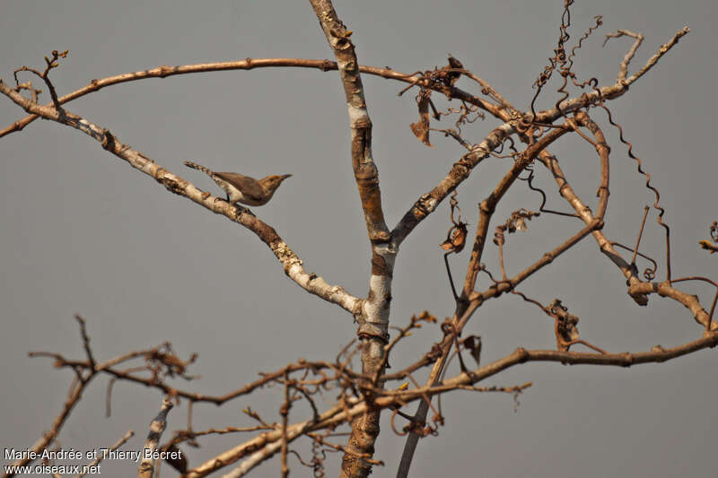 Tooth-billed Wren