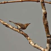 Tooth-billed Wren