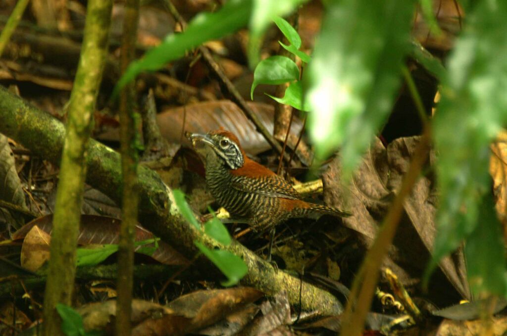 Riverside Wren