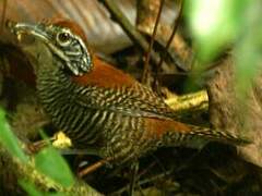 Riverside Wren