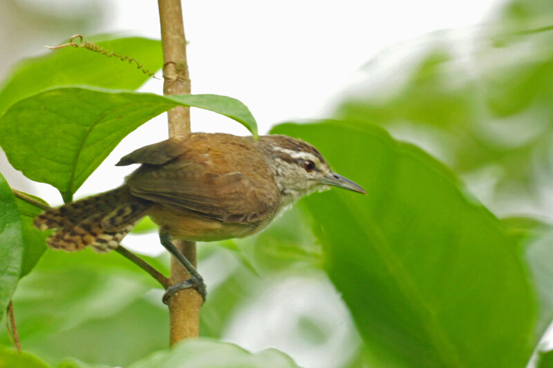 Isthmian Wren