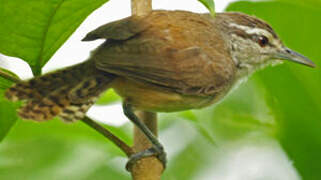 Isthmian Wren