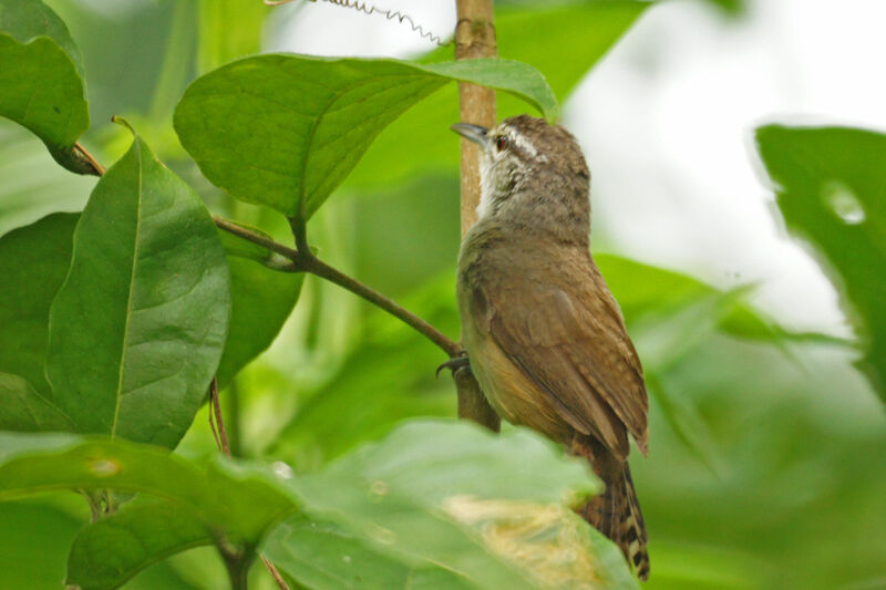 Isthmian Wren