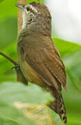 Isthmian Wren