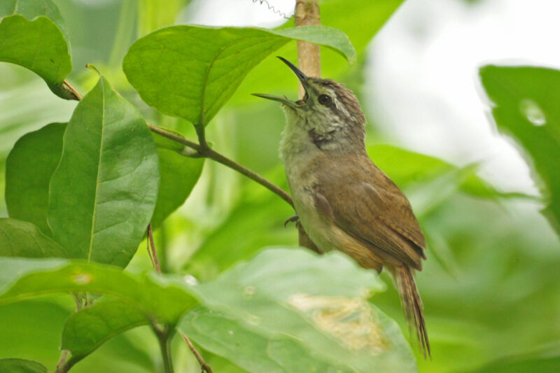 Isthmian Wren