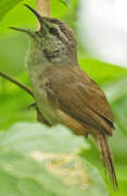 Isthmian Wren