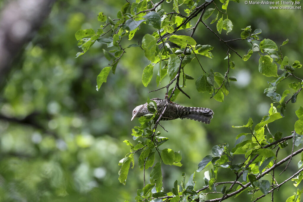 Fasciated Wren