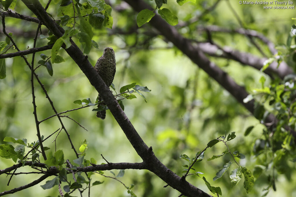 Fasciated Wren