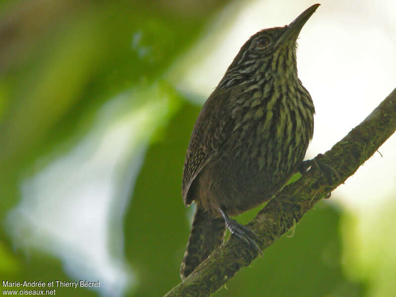 Stripe-breasted Wren