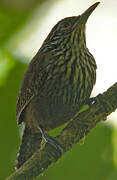 Stripe-breasted Wren