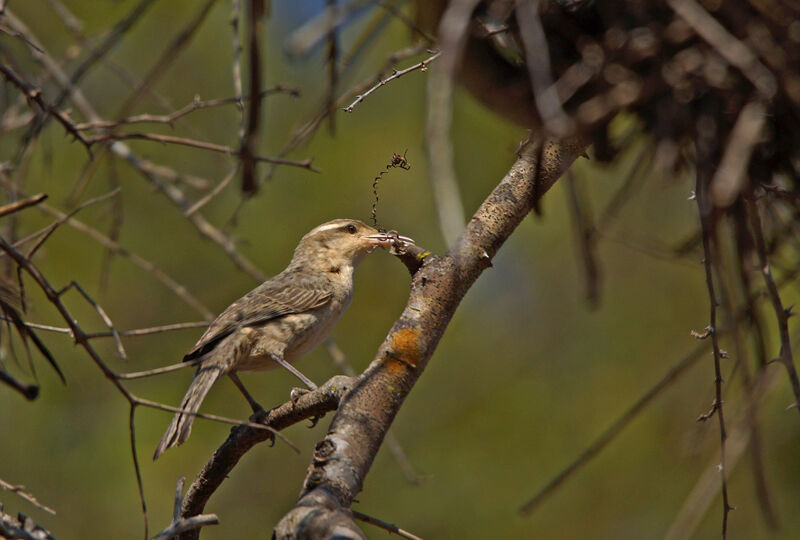 Thrush-like Wrenadult, Reproduction-nesting