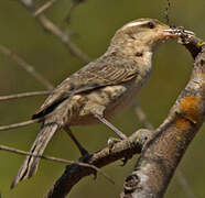 Thrush-like Wren