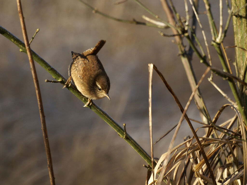 Eurasian Wren