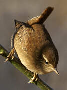 Eurasian Wren