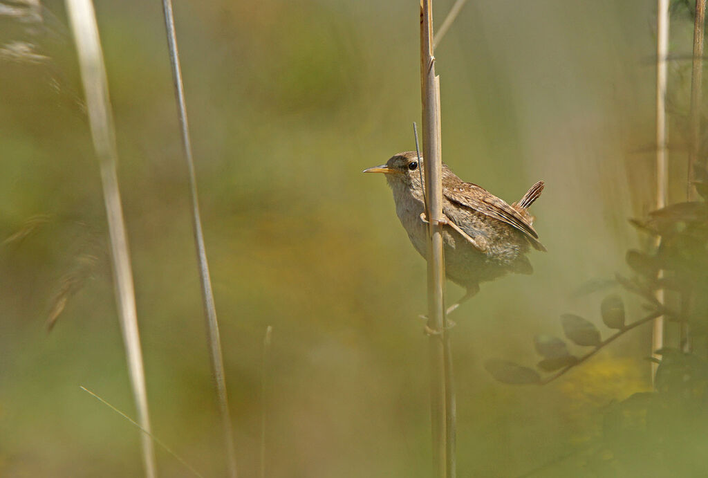 Eurasian Wren