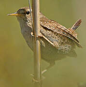 Eurasian Wren