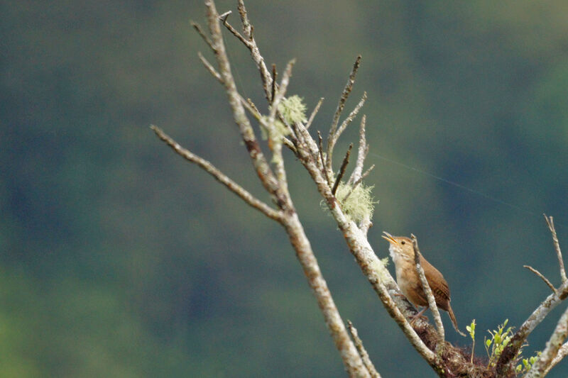 Ochraceous Wren