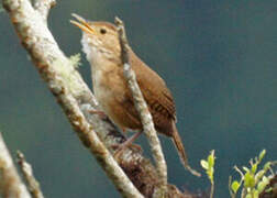 Ochraceous Wren